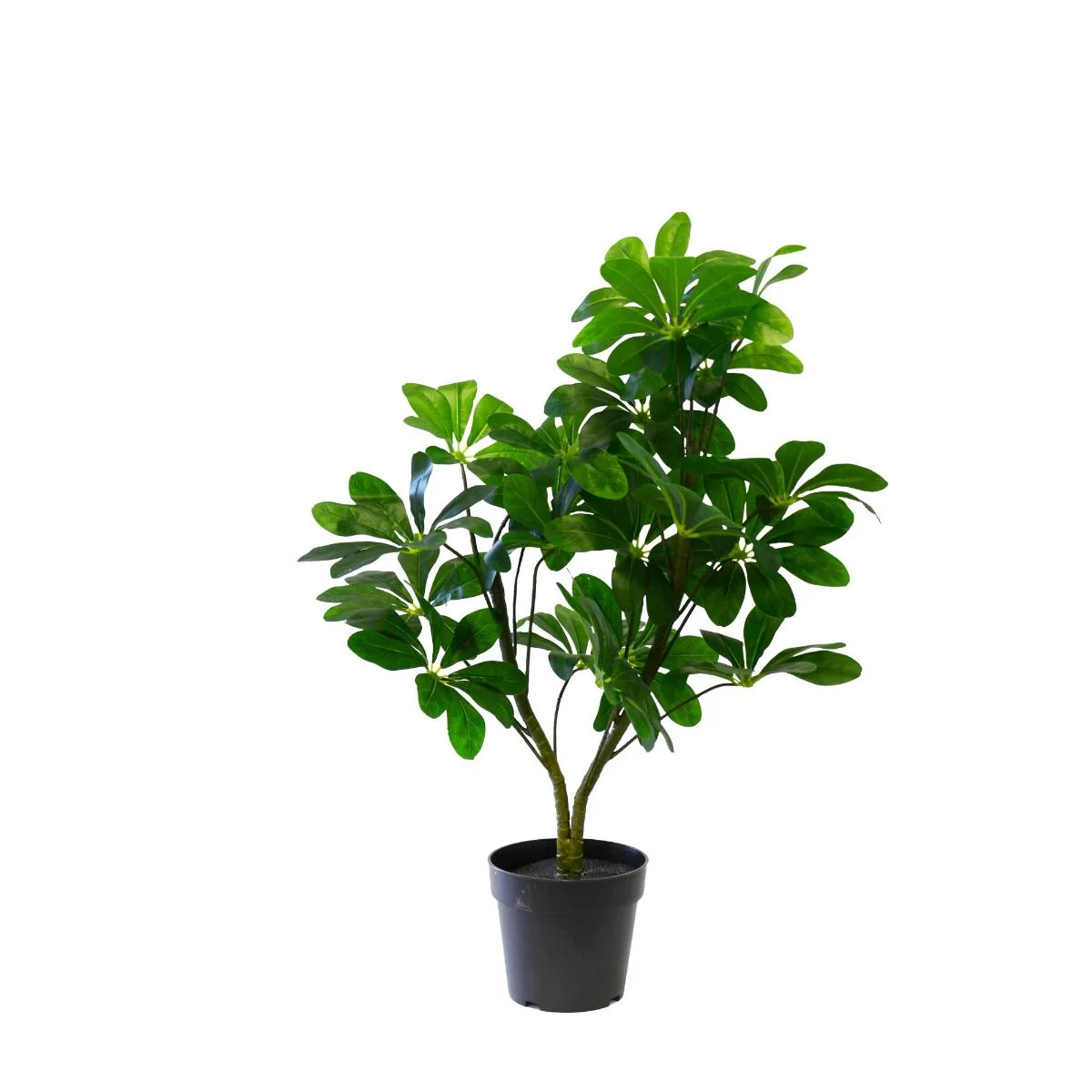 Plante Vigne Schefflera 90 cm